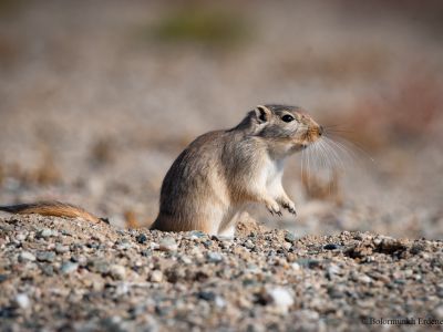 Great Gerbil (Rhombomys opimus)