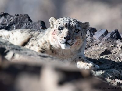 Snow Leopard  (Uncia uncia)