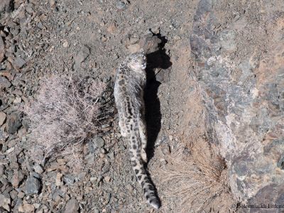 Snow Leopard in the Altai mountains