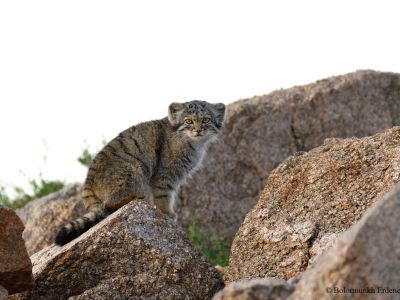 Pallas's cat kitten (Otocolobus manul)