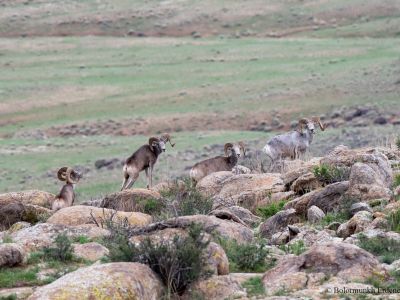 Gobi Argali (Ovis ammon darwini)