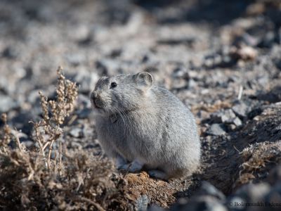 Pallas's Pika (Ochotona pallasi)