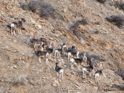 Gobi Argali (Ovis ammon darwini)