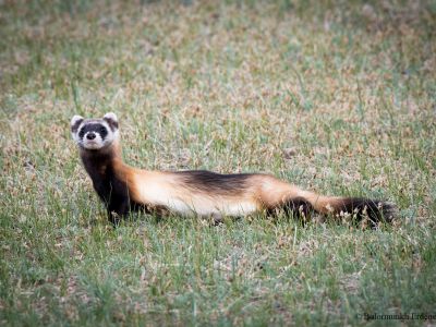 Steppe Polecat (Mustela eversmanni)