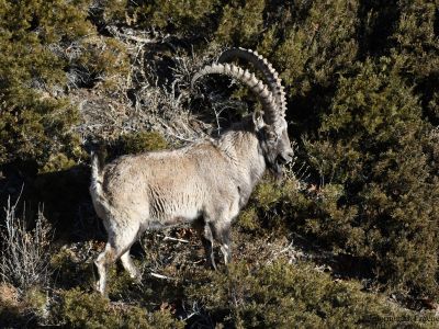 Siberian Ibex (Capra sibirica)