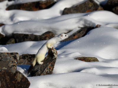 Ermine (Mustela erminea)