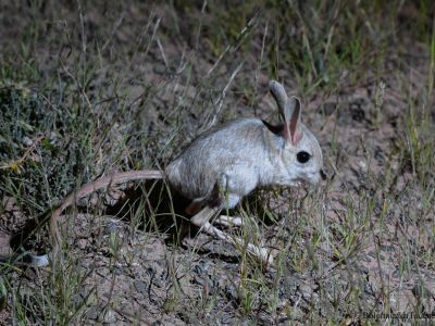 Siberian Jerboa (Allactaga sibirica)