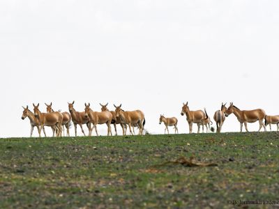 Mongolian wild ass (Equus hemionus hemionus)