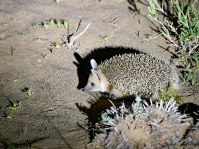 Long-eared Hedgehog (Hemiechinus auritus)