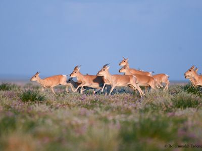 Mongolian Gazelle (Procapra gutturosa)