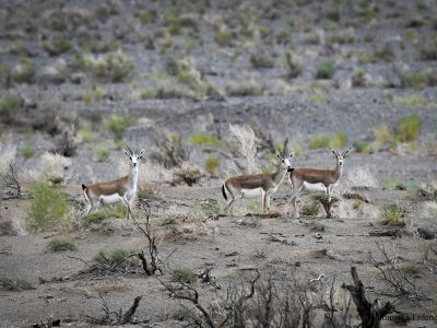 Black-tailed Gazelle (Gazella subgutturosa)