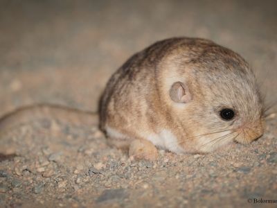 Five-toed pygmy Jerboa (Cardiocranius paradoxus)