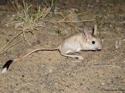 Balikun Jerboa (Allactaga balikunica)