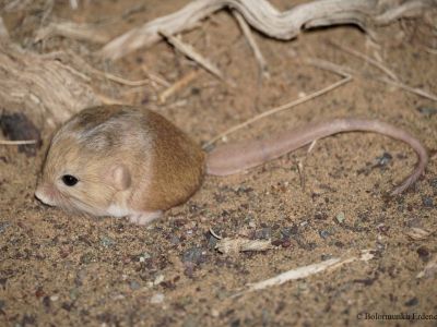 Thick-tailed pygmy jerboa (Salpingotus crassicauda)