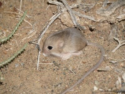 Kozlov's pygmy jerboa (Salpingotus kozlovi)