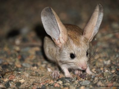 Long-eared Jerboa (Euchoreutes naso)