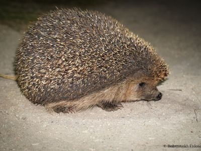 Daurian Hedgehog (Mesechinus dauuricus)