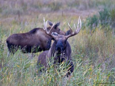 Ussurian or Amur moose (Alces alces cameloides)