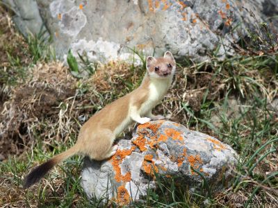 Stoat (Mustela erminea)