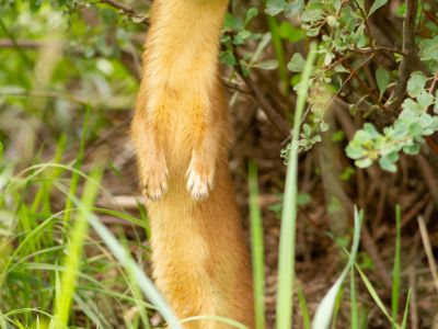 Mountain Weasel (Mustela altaica)