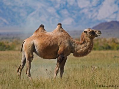 Wild Bacterian Camel (Camelus ferus)