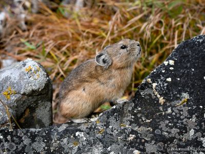 Northern Pika (Ochotona hyperborea)