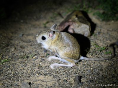 Northern three-toed Jerboa (Dipus sagitta)