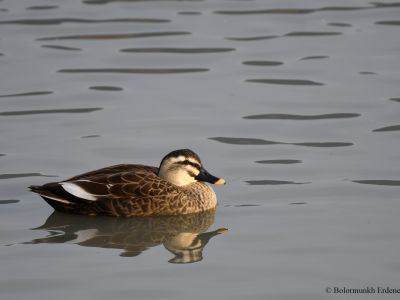 Eastern spot-billed duck