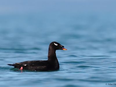 Stejneger's scoter 