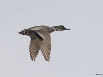 Falcated Duck