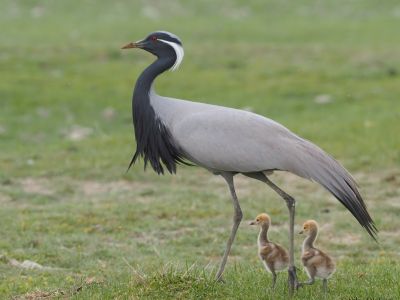 Demoiselle Crane is a common breeder in the river valleys and steppe.