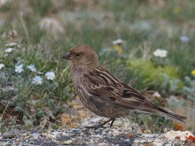 Plain mountain finch