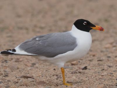 Pallas's Gull (Ichthyaetus ichthyaetus)