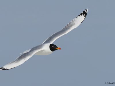 Pallas's Gull (Ichthyaetus ichthyaetus)