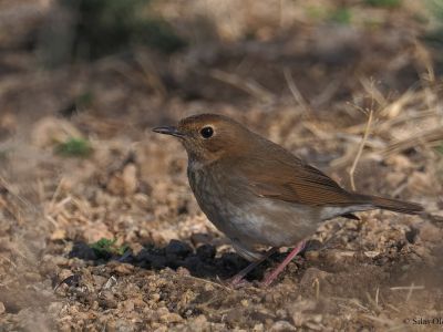 Rufous-tailed Robin