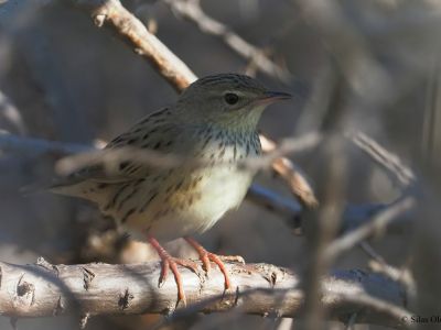 Lanceolated Warbler