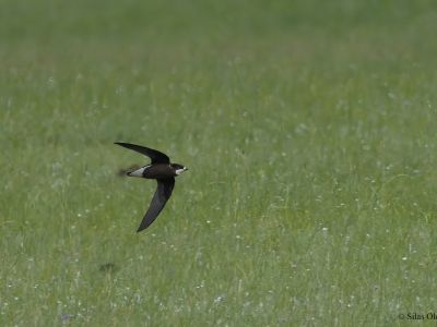 White-throated Needletail