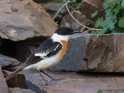 Hodgson's Bushchat (Saxicola insignis)