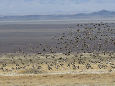 Flock of Pallas's sandgrouse