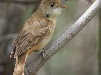 Thick-billed Warbler