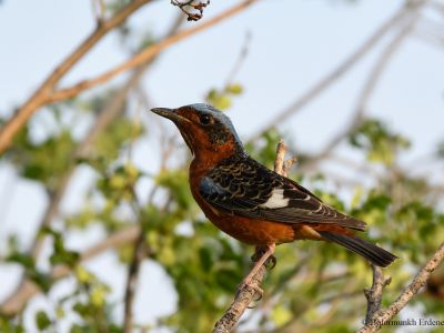 White-throated rock thrush