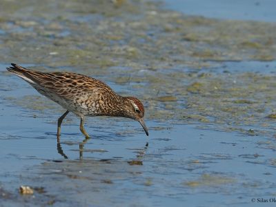 Sharp-tailed Sandpiper