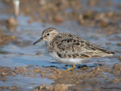 Temminck's Stint