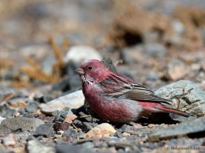 Pallas's Rosefinch