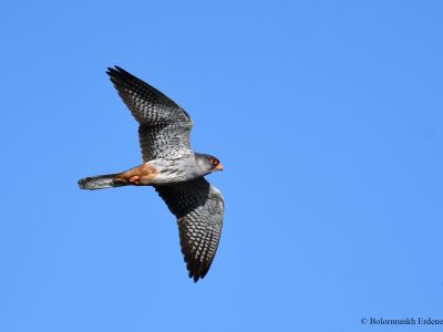 Amur Falcon (immature male)