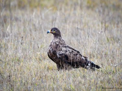 Steppe Eagle