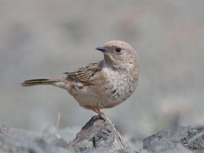 Mongolian Accentor (Prunella kozlowi)