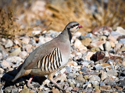 Chukar Partridge (Alectoris chukar)