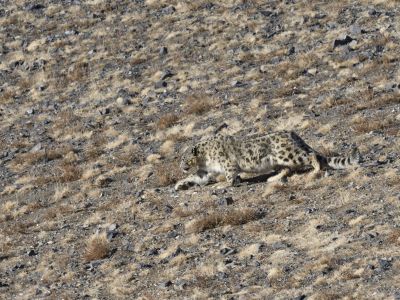 Snow Leopard (Panthera uncia)