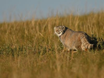 Pallas's cat 